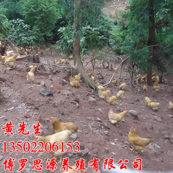 广州三黄鸡苗、东莞三黄鸡苗、惠州胡须鸡苗 