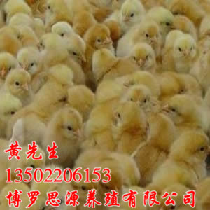 广东鸡苗批发、博罗三黄鸡苗养殖场