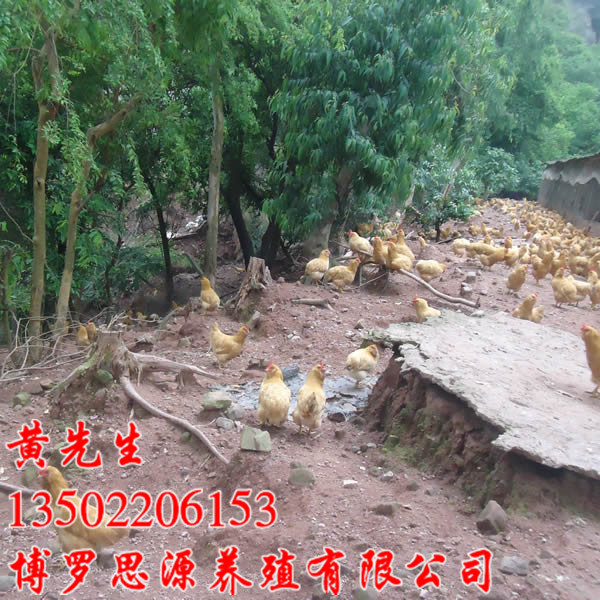 惠州三黄鸡苗供应/博罗思源胡须鸡
