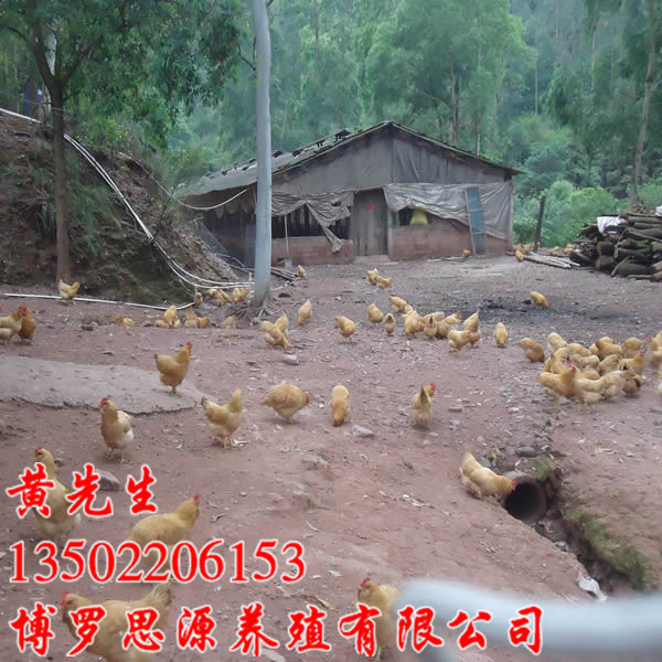 惠州三黄鸡苗养殖，惠州三黄鸡苗批发 