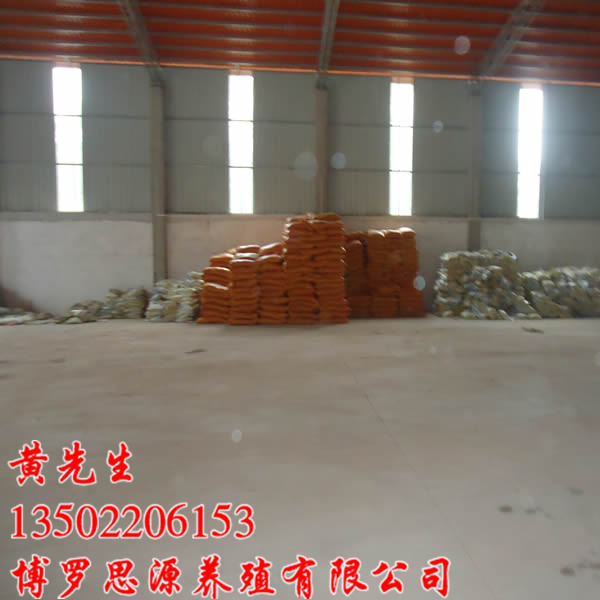 哪里有三黄鸡苗批发？石坝三黄鸡苗出售