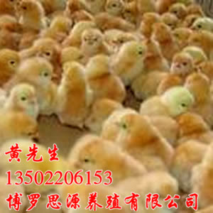 惠州哪里有胡须鸡卖？麻坡胡须鸡苗出售