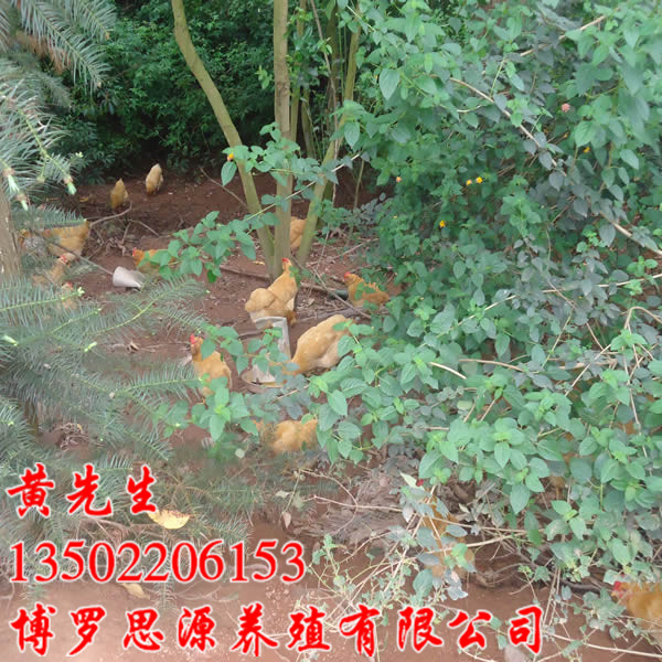 泰美三黄鸡、博罗胡须鸡苗、惠州鸡苗养殖 