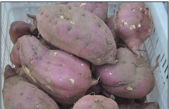 开封红薯代办|开封红薯供应