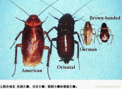 珠海专业杀螳螂公司13085824648