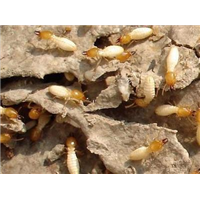 珠海专业白蚁防治公司13085824648