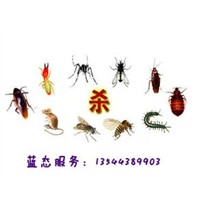 珠海专业杀虫灭蚊公司13085824648