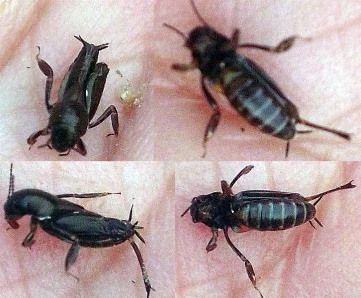 珠海香洲苍蝇防治 