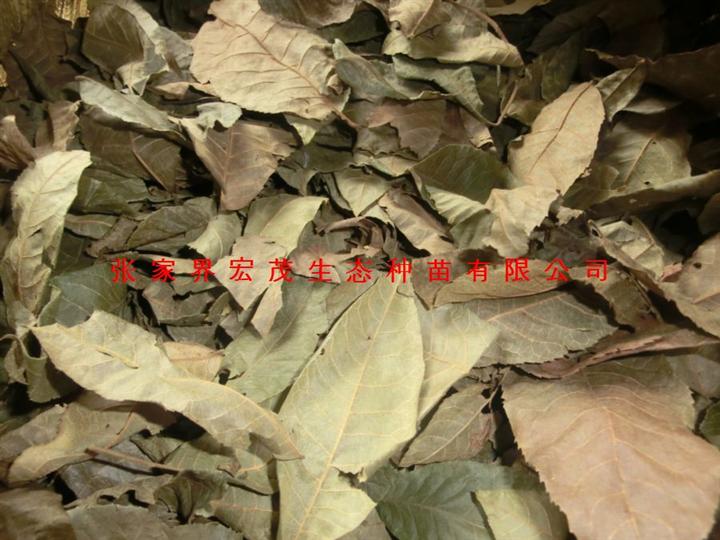 降糖茶原料-青钱柳叶 