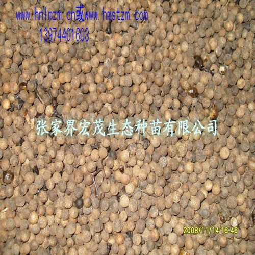 樟树种子 