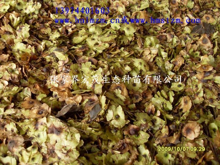 青钱柳系列产品之青钱柳种子 
