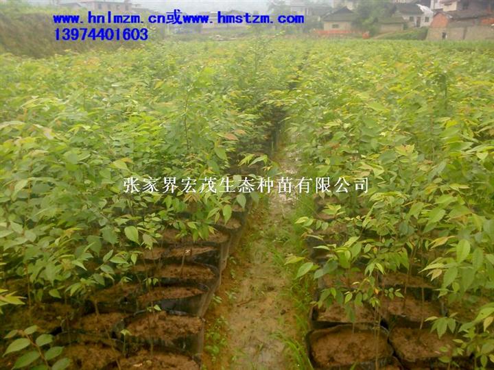 榉树苗木 