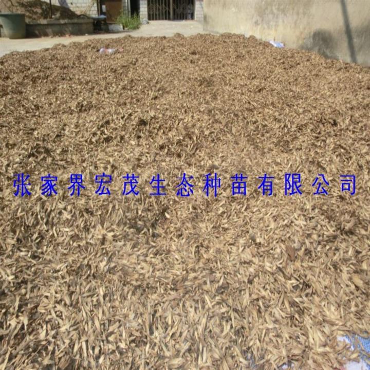 鹅掌楸种子 