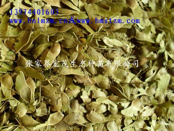 元宝枫种子 
