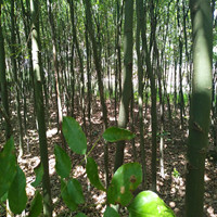 红豆树苗 