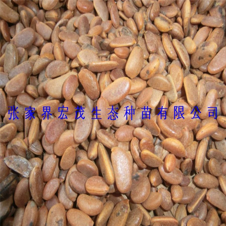 金弹子种子 