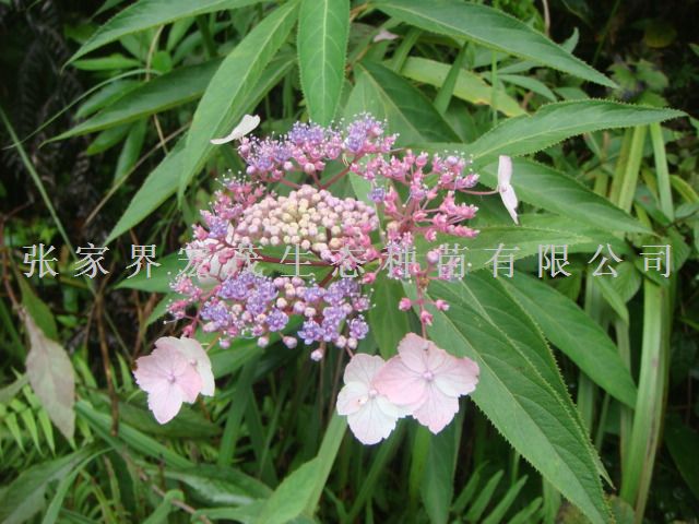 蝶恋花种子 