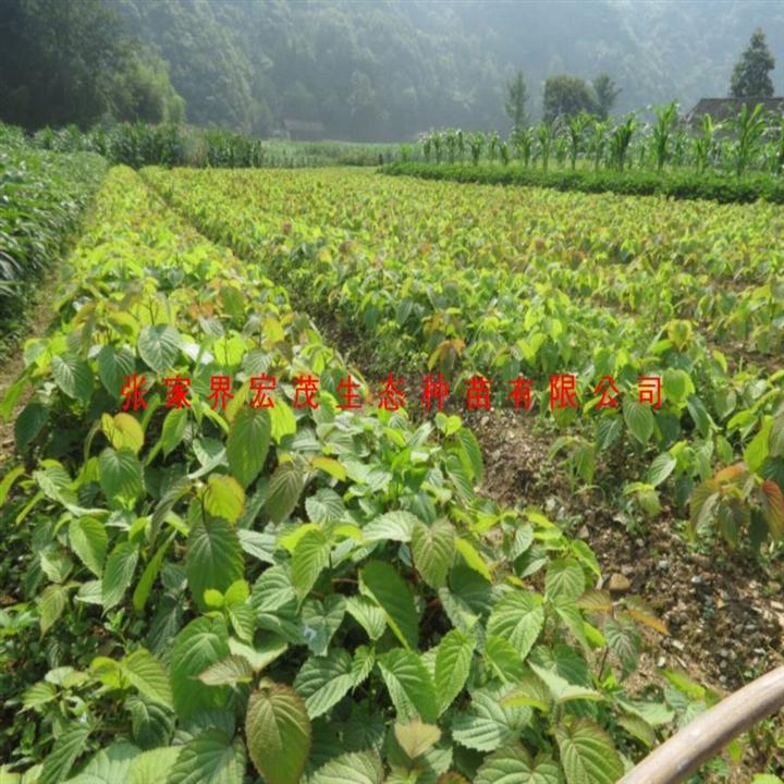 珙桐苗木（珙桐小苗，珙桐大苗） 