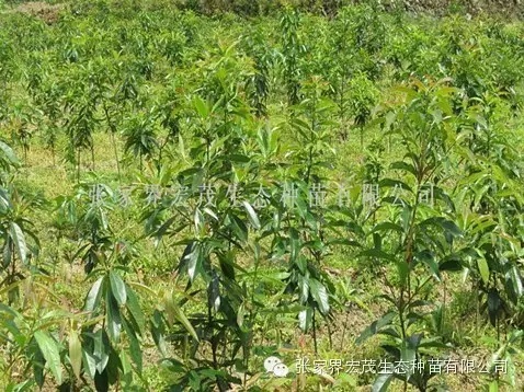木荷苗