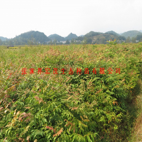栾树苗 