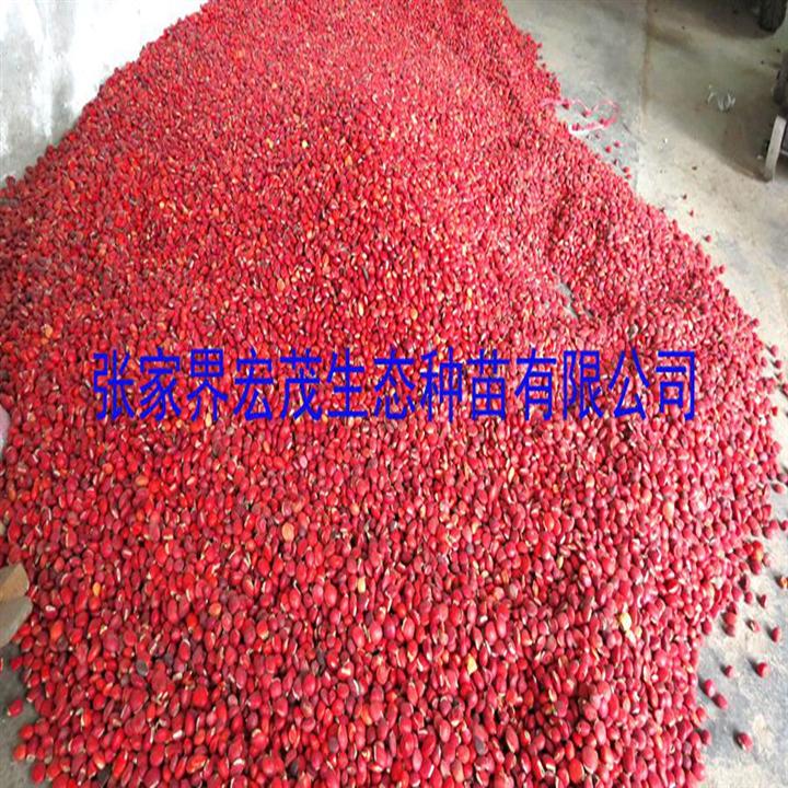 鄂西红豆种子 