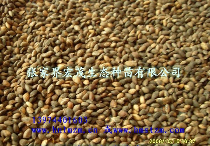 湿地松种子 
