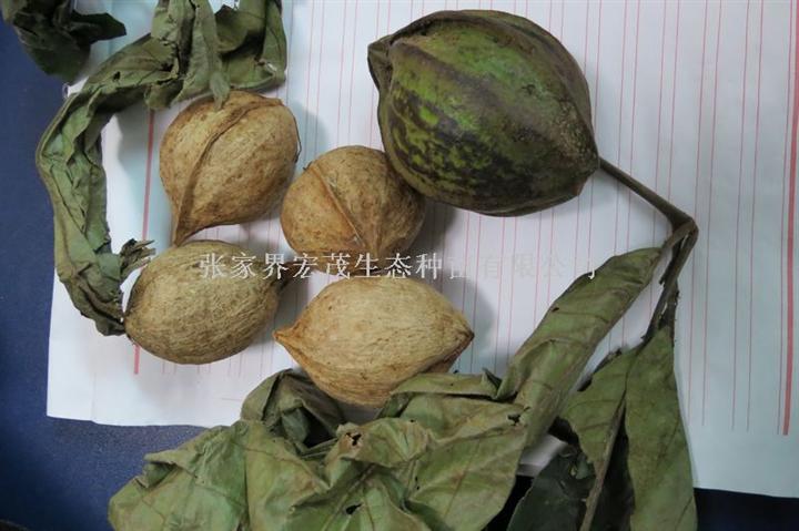 喙核桃种子 