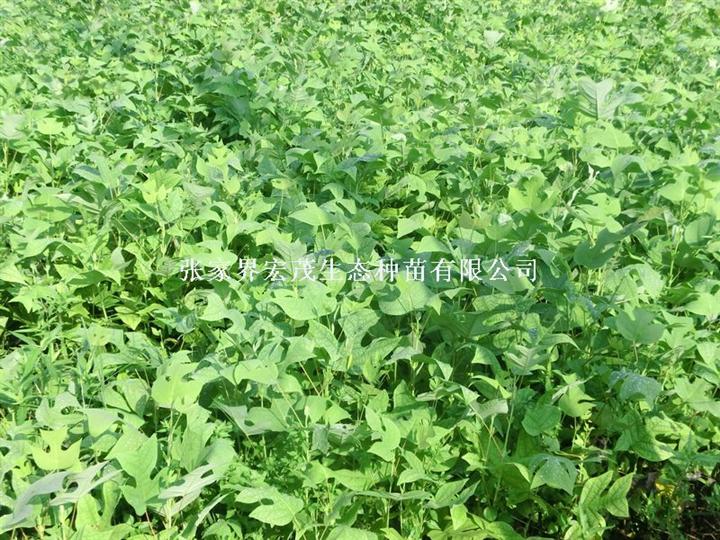 鹅掌楸苗又名马褂木 