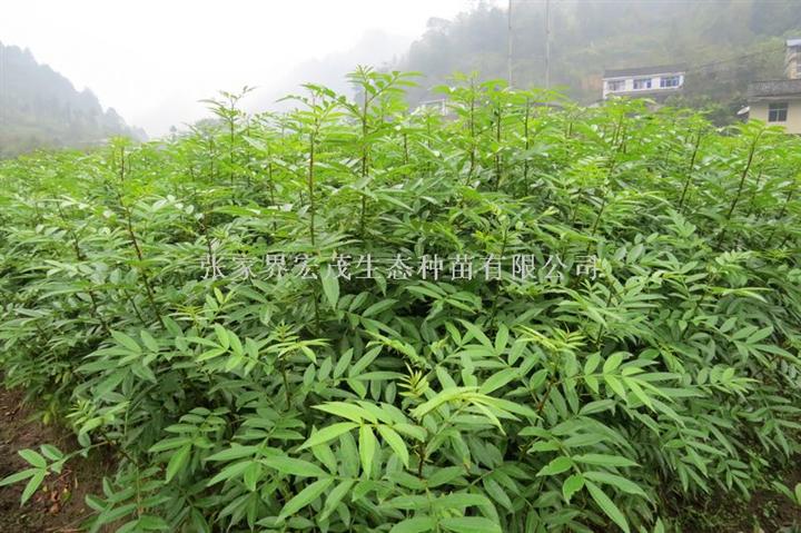 花椒苗 