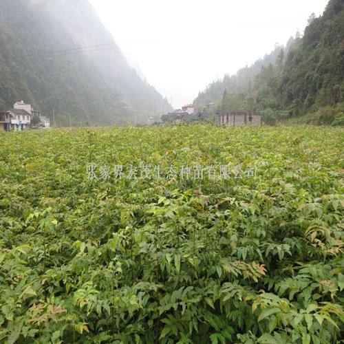 青钱柳苗（一年生苗） 