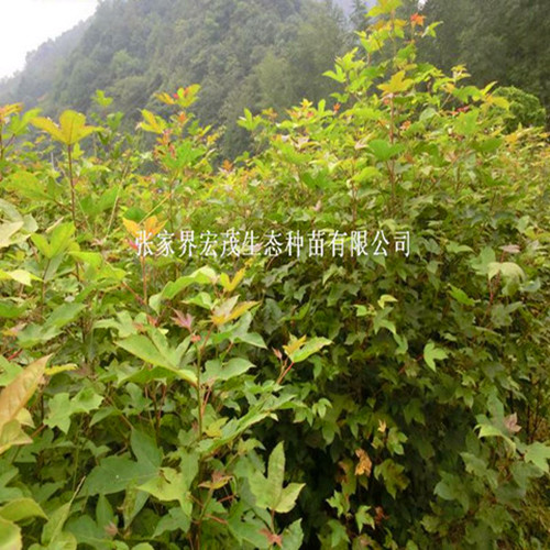 枫香苗 