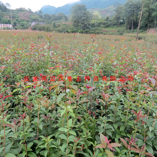 桂花苗 