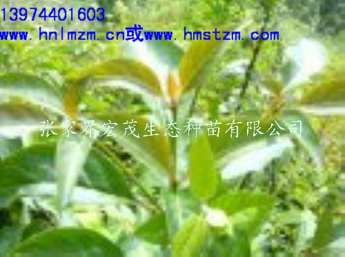 香枫木苗 