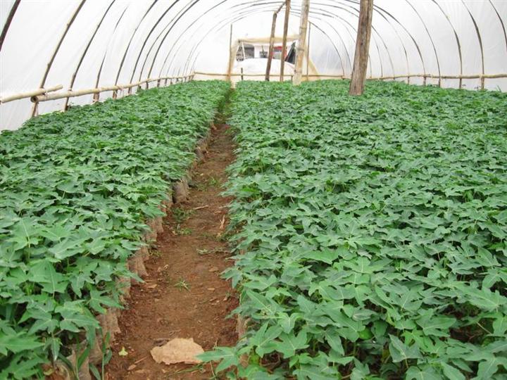 惠州木瓜苗**惠州水果木瓜苗种植基地 