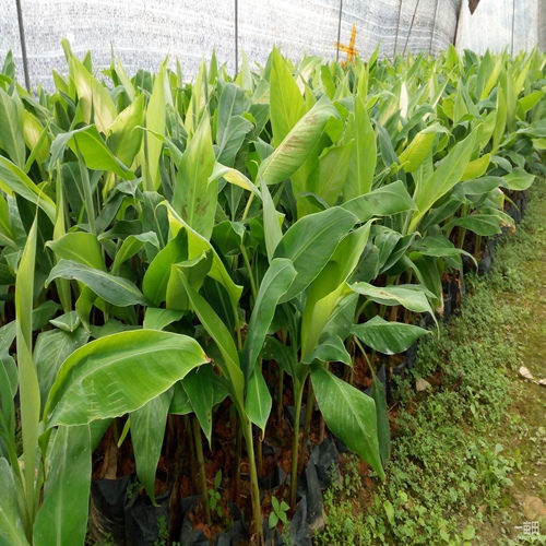 惠州西贡蕉苗出售、惠州西贡蕉苗基地 