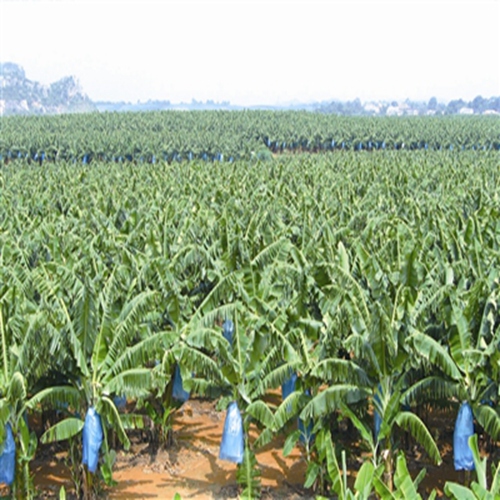 西贡香蕉苗、西贡粉蕉苗、西贡蕉苗基地 