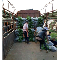广西香蕉苗\广东香蕉苗\云南香蕉苗\贵州香蕉苗 