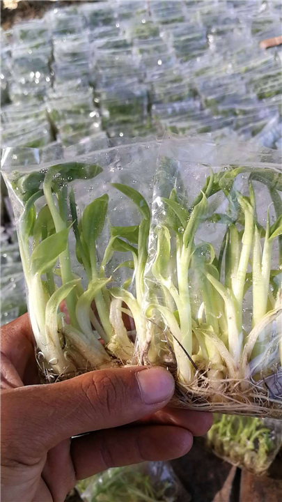 惠州粉蕉苗，广东粉蕉苗，供应粉蕉苗
