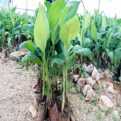 广东金粉一号香蕉苗销售、广东香蕉苗批发基地 