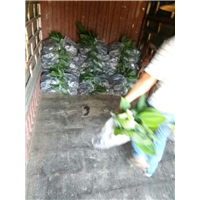 惠州香蕉苗--惠州西贡香蕉--惠州香蕉 