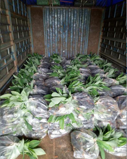 广西香蕉苗种植基地|贵州香蕉苗-南宁香蕉苗 