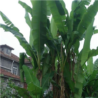 贵州塘香蕉苗|贵州西贡香蕉苗培育基地 