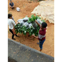 云南香蕉苗种植基地|云南香蕉苗-云南香蕉 