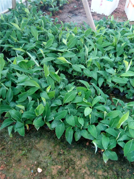 无菌香蕉苗|广东香蕉苗基地 