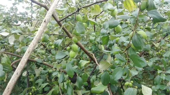 广东蜜丝枣苗**广东蜜丝枣苗圃 