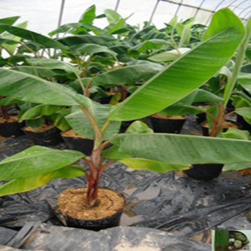 贵州香蕉苗、贵州香蕉苗、大量供应香蕉苗 