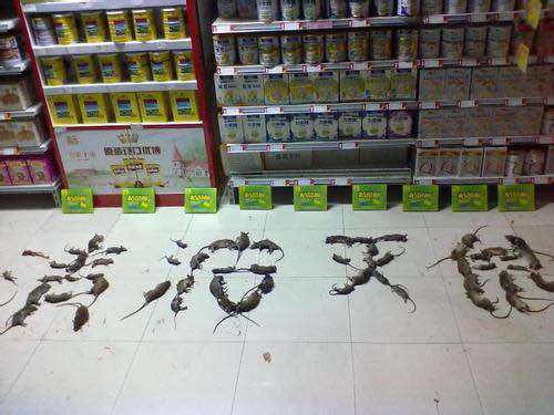 宁波专业杀虫公司 