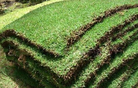 广东台湾草批发 