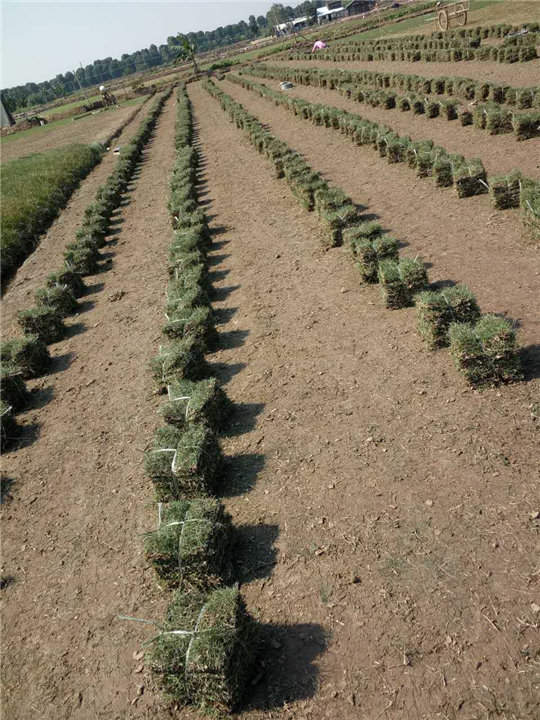 广东省兰引三号草坪种植示范基地｛低价出售草坪｝ 