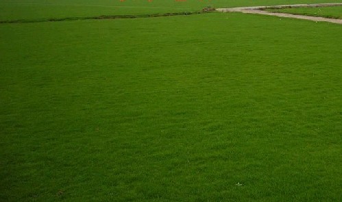 广东哪里有批发草坪【台湾草低价】【兰引三号草皮】 